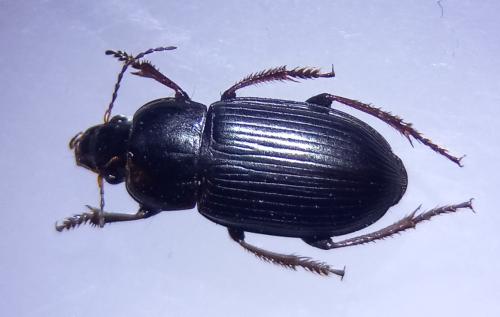 Réf. 353 144 : Harpalus fuscicornis